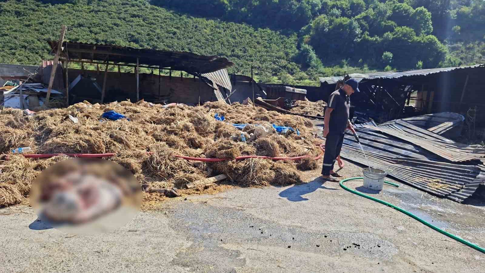 SAMSUN’UN ATAKUM İLÇESİNDE KİLİTLİ TAŞ PARKE TESİSİNDE ÇIKAN YANGIN, BİTİŞİĞİNDEKİ BÜYÜKBAŞ HAYVAN AHIRINA SIÇRADI. YANGIN VE YOĞUN DUMANDAN ETKİLENEN 53 DANA TELEF OLDU.
