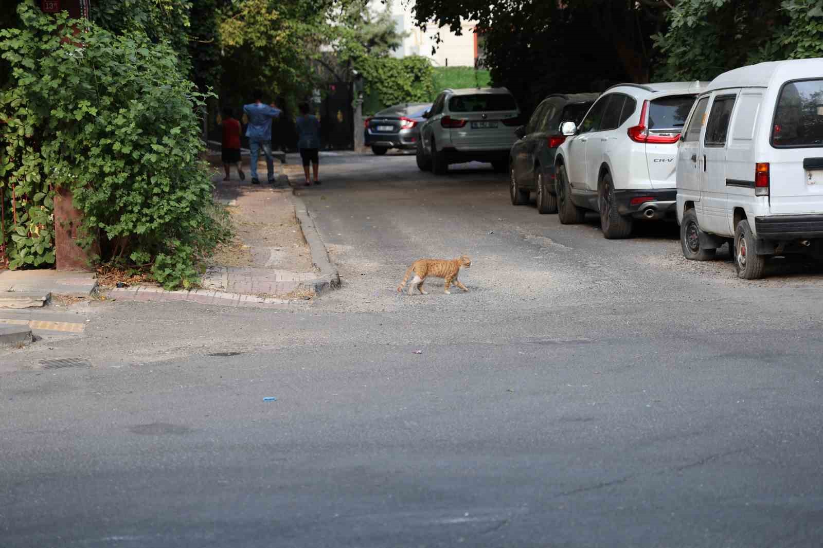 KEDİ VE KÖPEK TEMASINDAKİ KUDUZ ALARMINDA İLK 48 SAATE DİKKAT