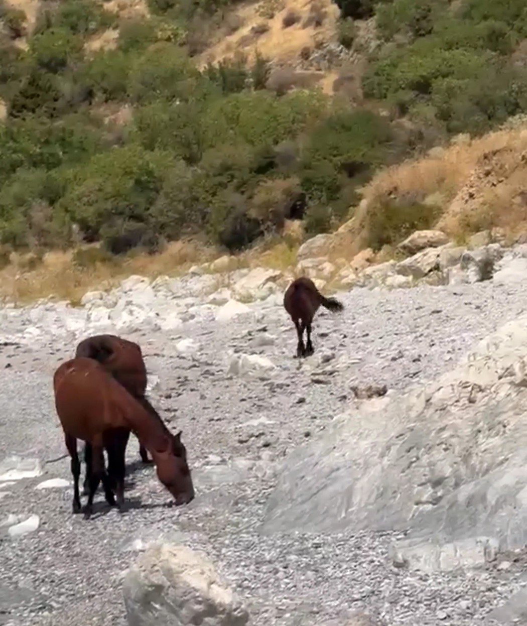 VAN’IN GEVAŞ İLÇESİ KIRSALINDA ÖZGÜRCE DOLAŞAN YILKI ATLARI GÖRÜNTÜLENDİ.