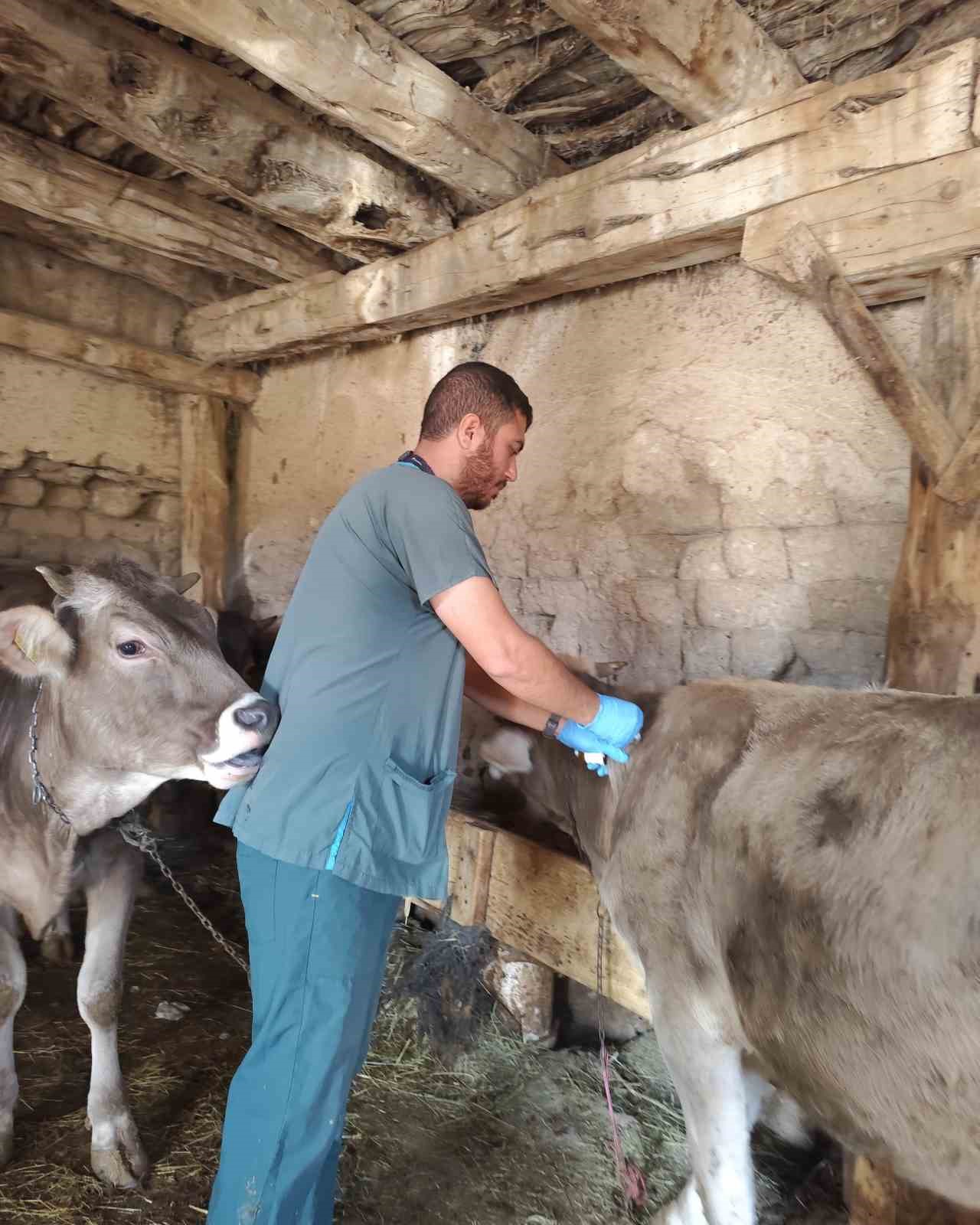 SİVAS’TA ŞAP HASTALIĞIYLA MÜCADELE KAPSAMINDA 350 BİN BÜYÜKBAŞ HAYVANIN AŞILANMASI VE KÜPELENMESİ İÇİN ÇALIŞMA YÜRÜTÜLÜYOR.