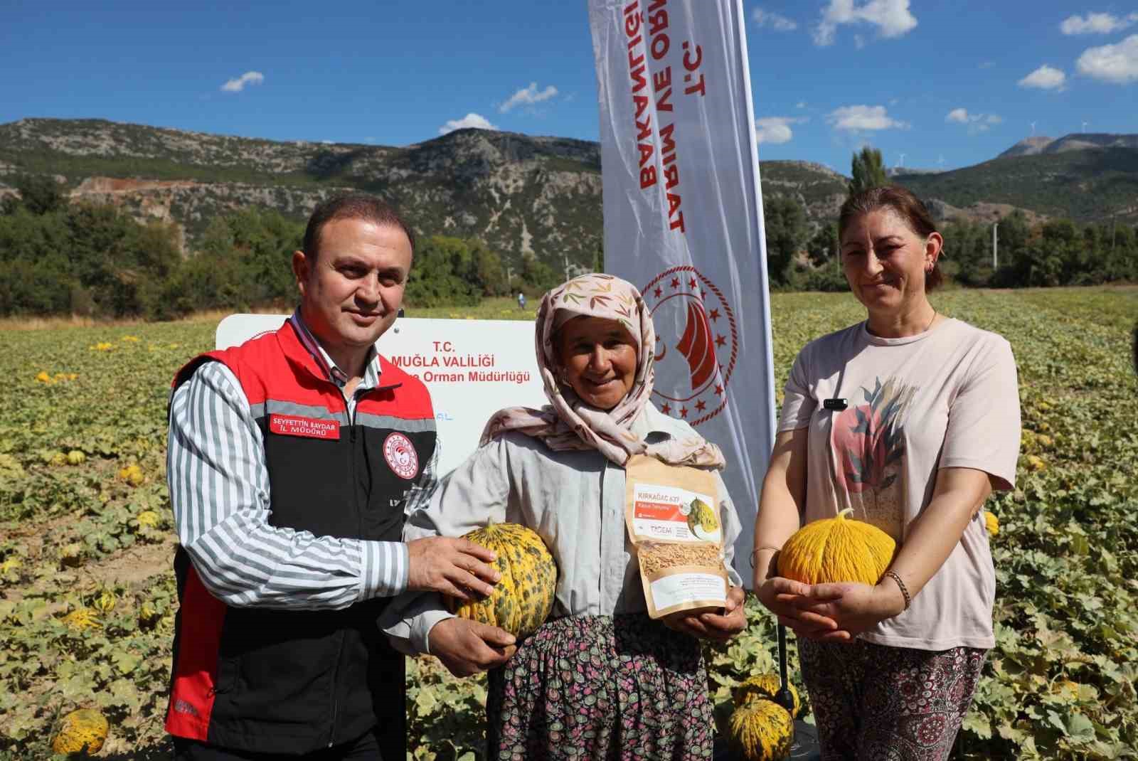MENTEŞE’DE YAYLA KAVUNU VE ATA SEBZELERİNİN HASADI YAPILDI