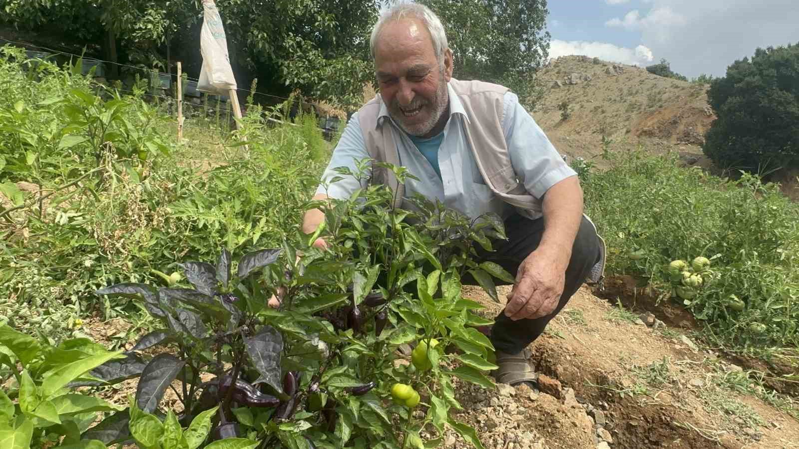 ELAZIĞ’DA EMEKLİ KORUCU SEFER YAZAR’IN EVİNİN BAHÇESİNE EKTİĞİ MOR BİBERLER DİKKAT ÇEKİYOR. ANAVATANI MEKSİKA VE PERU OLAN MOR BİBERLERİN TADININ GÜZEL OLDUĞUNU BELİRTEN YAZAR, GÖRENLERİN DURUMA ŞAŞIRDIĞINI İFADE ETTİ