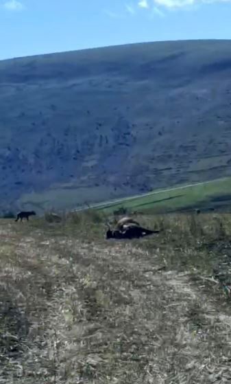 TARLADAKİ ÖLÜ İNEĞİN BAŞINA KURTLAR ÜŞÜŞTÜ
