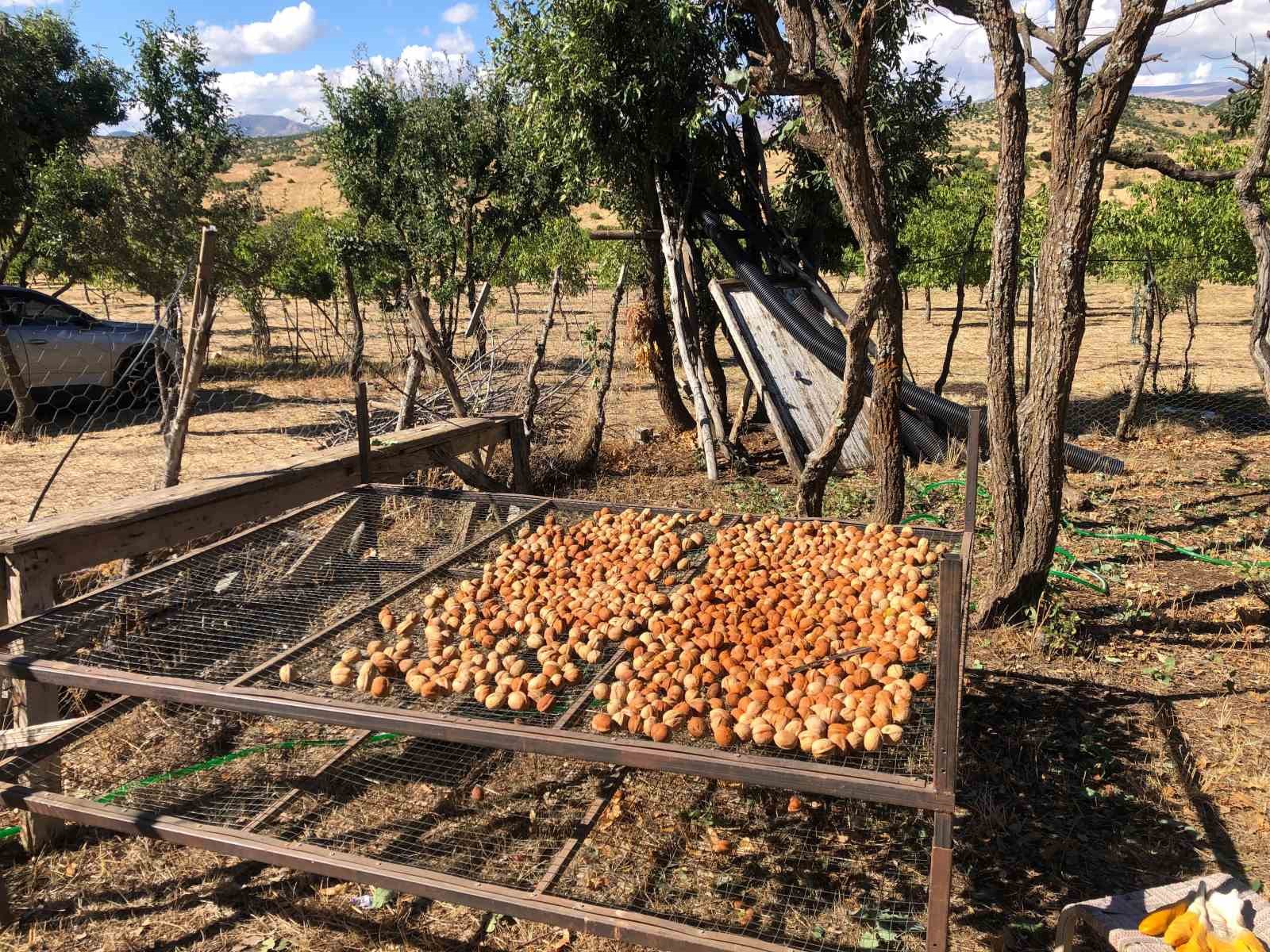 BİNGÖL'ÜN SOLHAN İLÇESİNDE HASADINA BAŞLANAN CEVİZDE 150 DÖNÜMDEN 6 TON REKOLTE BEKLENİYOR.