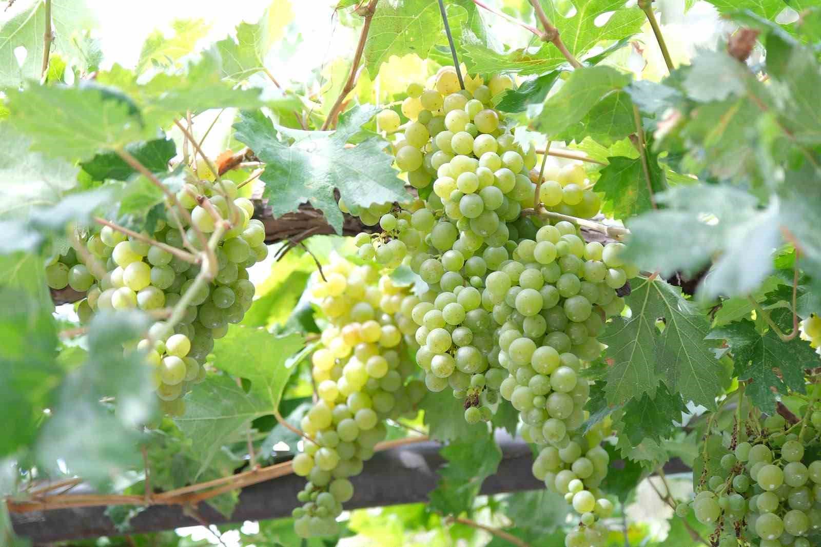 BELEDİYE BAŞKANI HALİL İBRAHİM AŞGIN ÜZÜMLERİ TOPLADI.