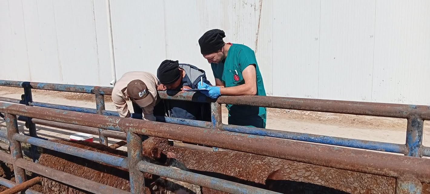 KÜTAHYA’YA URUGUAY’DAN GETİRİLEN SIĞIRLARA SAĞLIK KONTROLÜ