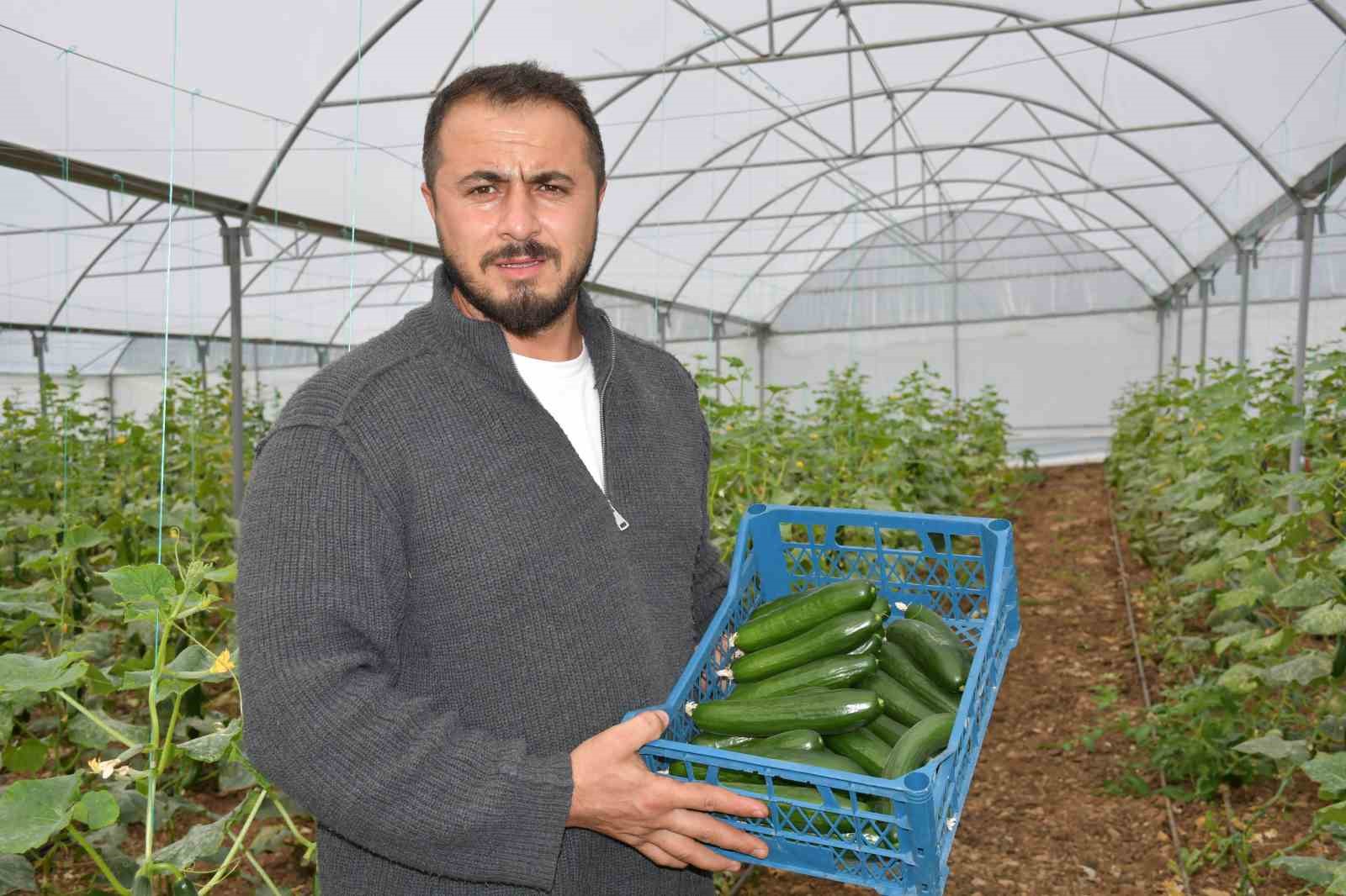 ÜRETİCİLERDEN HALİT BABAT, BİR DÖNÜM ARAZİSİNDE KURDUĞU SERADA YILIN İLK SALATALIK HASADINI YAPTI.