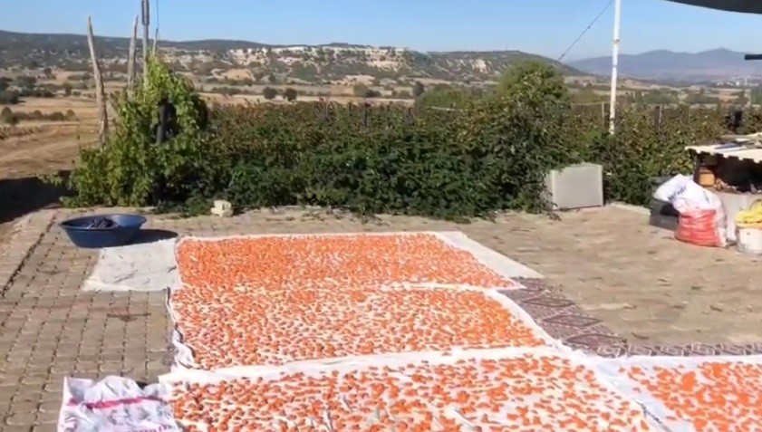 TARHANALAR KURUTMAYA VERİLDİ ERTESİ GÜN YAĞIŞ BAŞLADI