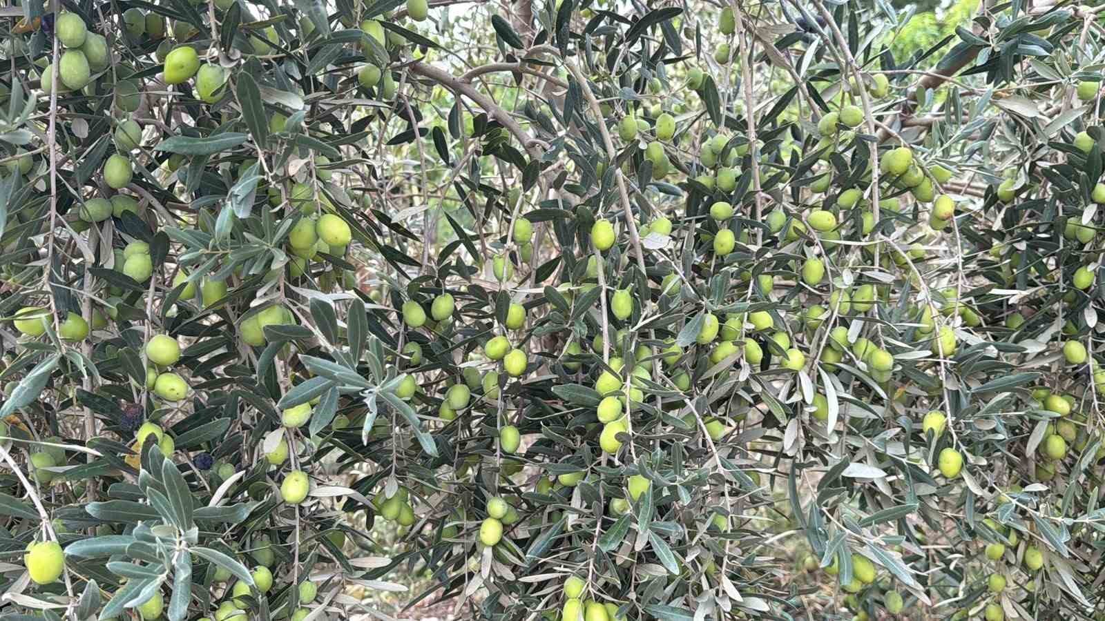 TAVŞAN YÜREĞİ ZEYTİNİNİ DÜNYA SAHNESİNE ÇIKARMAYA HAZIRLANIYOR