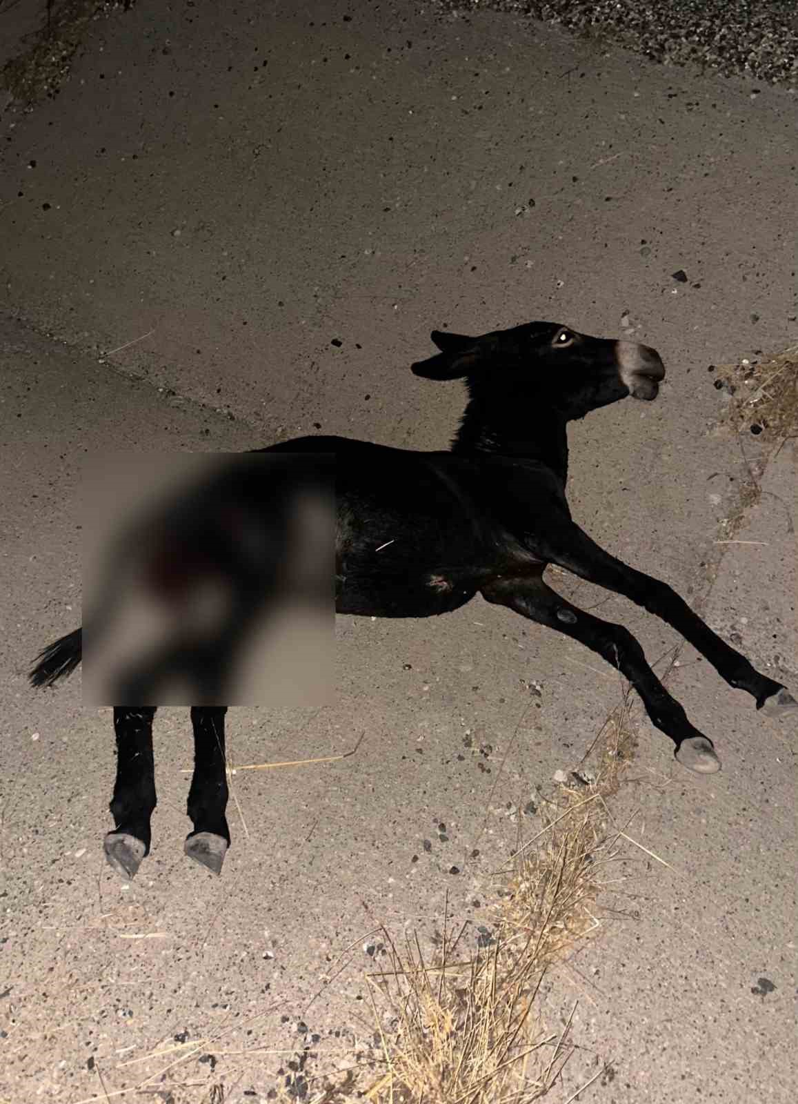 ADIYAMAN’DA, ANİDEN KARAYOLUNA ÇIKAN BAŞIBOŞ BİR EŞEK KAZAYA NEDEN OLDU. KAZADA EŞEK TELEF OLDU.