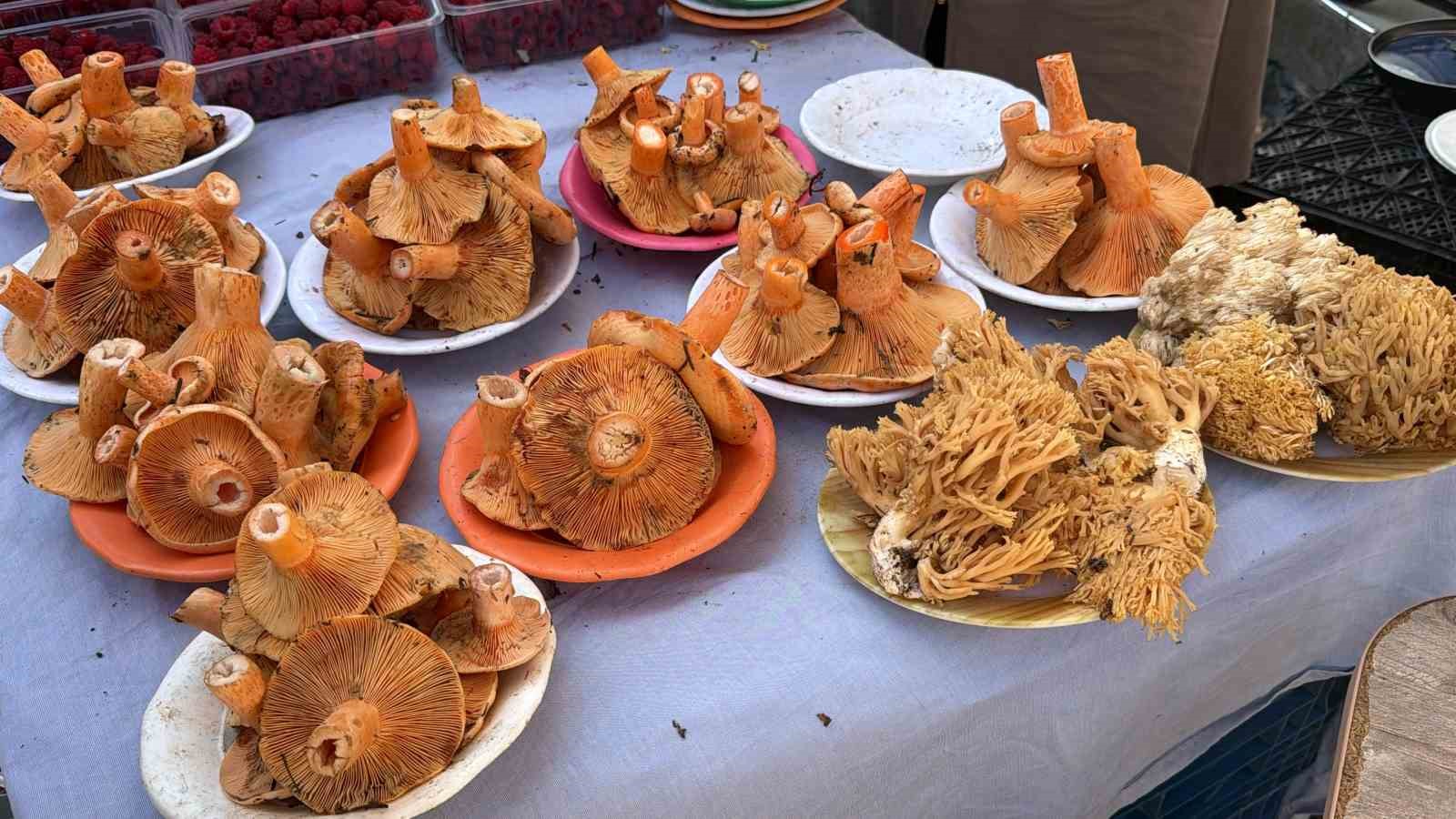 BOLU’DA YAĞIŞLARIN ARDINDAN ORMANLARDA YETİŞEN KANLICA MANTARLARI, VATANDAŞLAR TARAFINDAN KOVA KOVA TOPLANARAK PAZARLARDA SATIŞA SUNULUYOR. YOĞUN İLGİ GÖREN KANLICA MANTARININ KİLOSU 500 İLE 600 LİRA ARASINDA DEĞİŞİYOR.