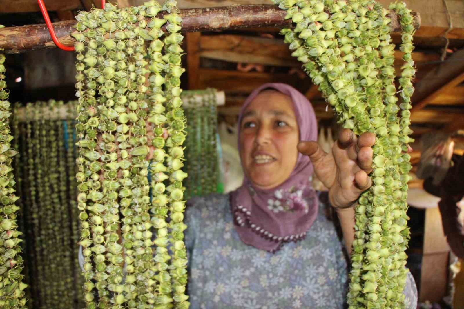 AMASYA’NIN ‘TESCİLLİ SARI ALTINI’ ÇİÇEK BAMYASI HASADI DEVAM EDİYOR