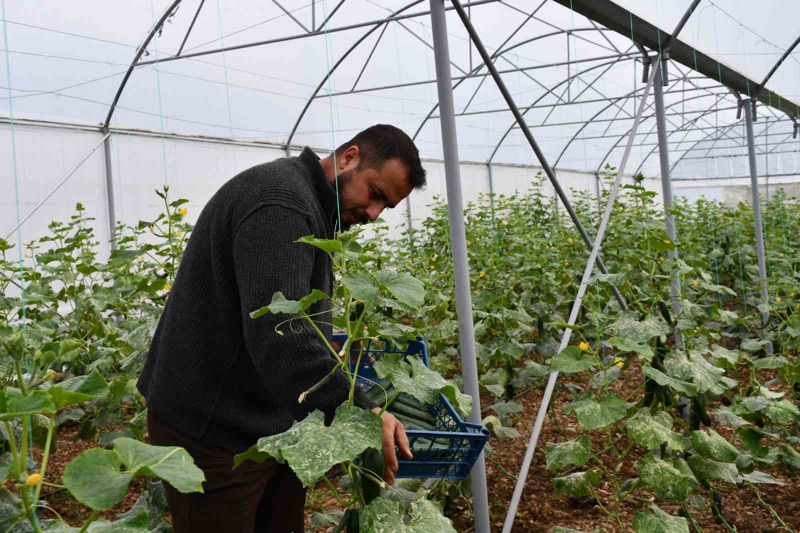 ŞIRNAK'IN ULUDERE İLÇESİNE BAĞLI ŞENOBA BELDESİNDE AİLELERİN DEVLETTEN ALDIKLARI YÜZDE 50 İLE KURDUKLARI SERALAR GELİR KAYNAKLARI OLDU.