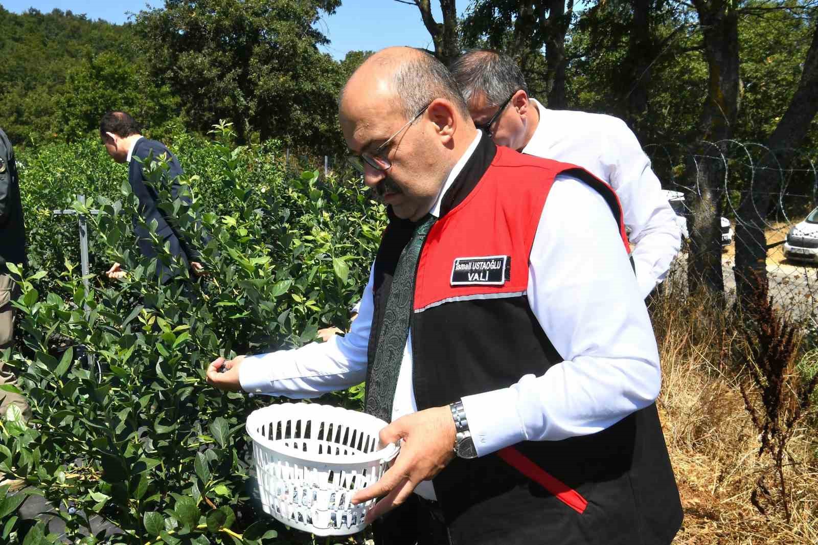 VALİ USTAOĞLU, GÖNEN’DE YABAN MERSİNİ HASADINA KATILDI