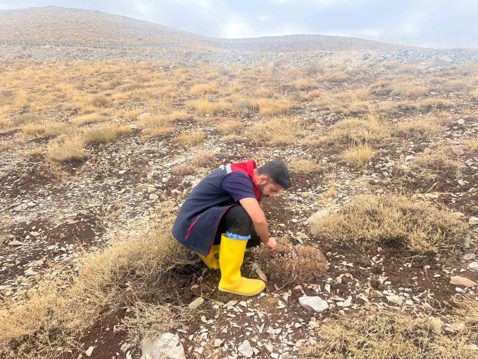 ŞIRNAK İL TARIM VE ORMAN MÜDÜRLÜĞÜ TEKNİK PERSONELLERİ, HUBUBAT ÜRETİMİNDE REKOLTE VE KALİTE KAYBININ ÖNÜNE GEÇMEK AMACIYLA SÜRDÜRÜLEN SÜNE ZARARLISINA KARŞI SONBAHAR KIŞLAK KONTROLLERİNİ ARALIKSIZ SÜRDÜRÜYOR.