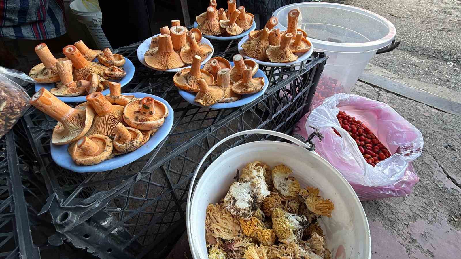 BOLU’DA YAĞIŞLARIN ARDINDAN ORMANLARDA YETİŞEN KANLICA MANTARLARI, VATANDAŞLAR TARAFINDAN KOVA KOVA TOPLANARAK PAZARLARDA SATIŞA SUNULUYOR. YOĞUN İLGİ GÖREN KANLICA MANTARININ KİLOSU 500 İLE 600 LİRA ARASINDA DEĞİŞİYOR.
