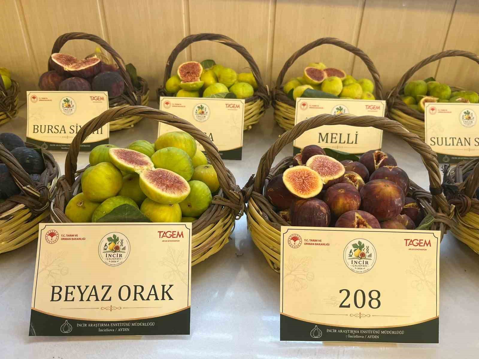 AYDIN’IN DÜNYACA ÜNLÜ İNCİRİNİN GELECEĞİNİN ELE ALINDIĞI İNCİR ÇALIŞTAYI, İNCİR ARAŞTIRMA ENSTİTÜSÜ’NDE BAŞLADI. ÜÇ GÜN SÜRECEK ÇALIŞTAYDA İKLİM DEĞİŞİKLİĞİ, KURAKLIK, MİKOTOKSİNLER, ÜRETİM, İHRACAT VE SÜRDÜRÜLEBİLİR İNCİR YETİŞTİRİCİLİĞİ MASAYA YATIRILIYOR.