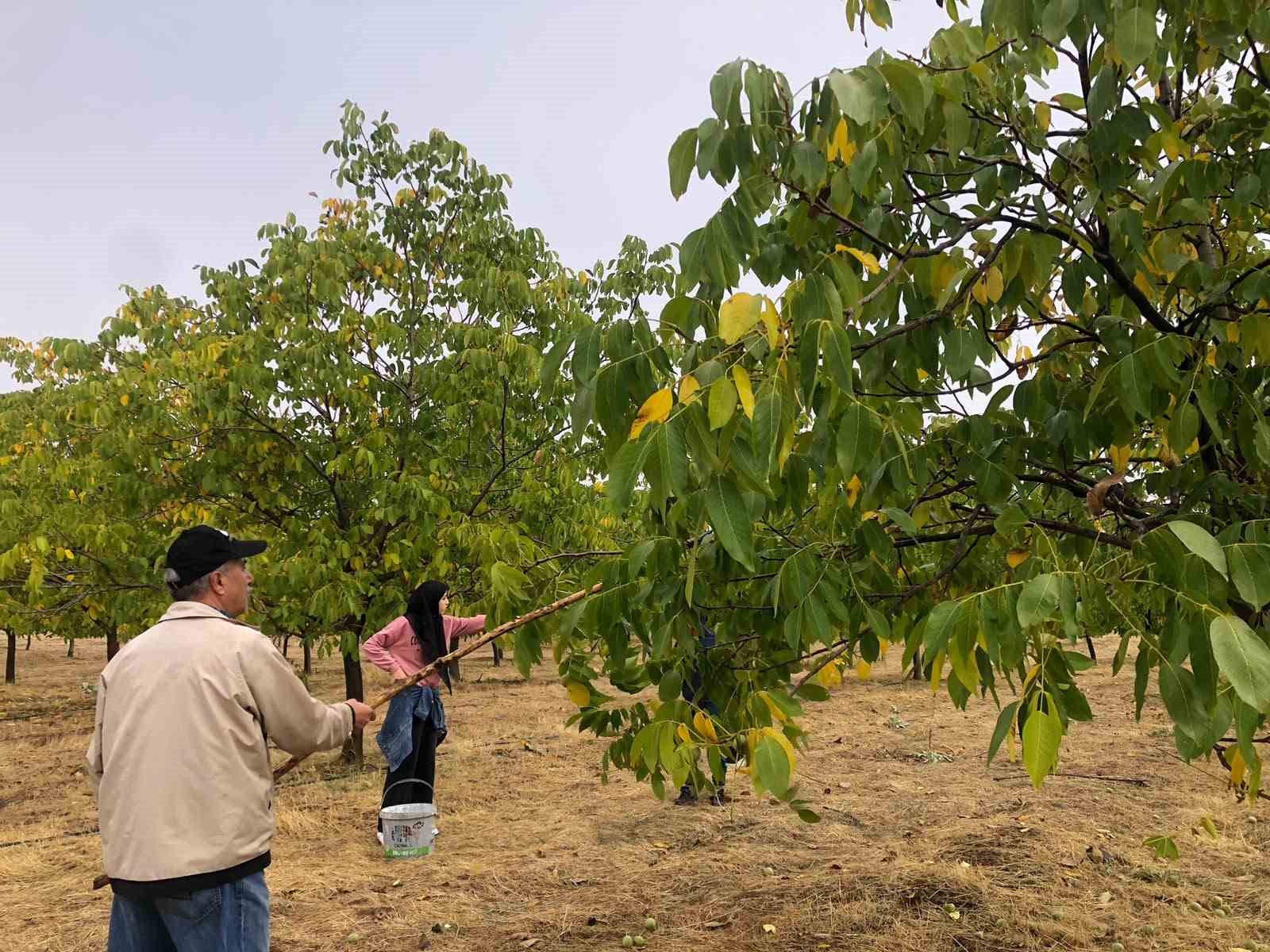 BİNGÖL'ÜN SOLHAN İLÇESİNDE HASADINA BAŞLANAN CEVİZDE 150 DÖNÜMDEN 6 TON REKOLTE BEKLENİYOR.