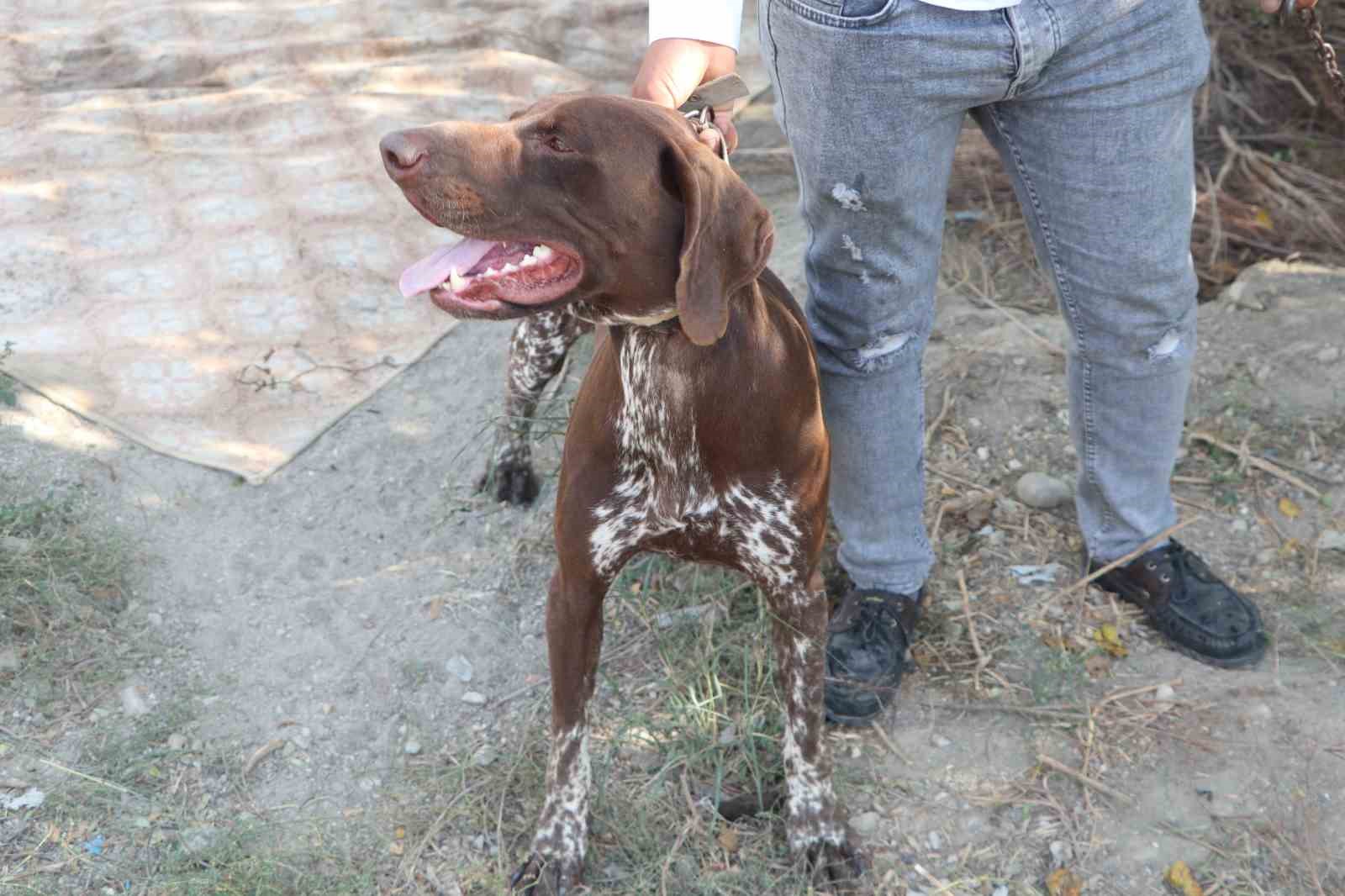 ADANA’DA BİR ÇİFTÇİNİN KÖPEĞİ, KOMŞUSU TARAFINDAN SOPAYLA DARBEDİLDİ. KÖPEĞİN SAHİBİ KOMŞUSUNDAN ŞİKAYETÇİ OLURKEN, OLAY GÜVENLİK KAMERASINA SANİYE SANİYE YANSIDI.