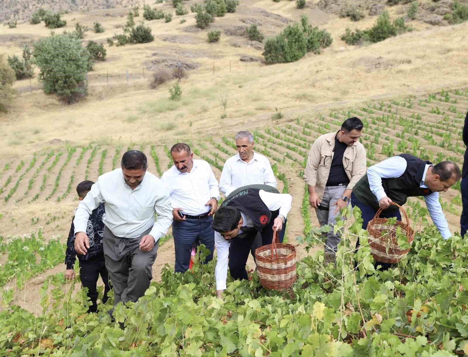 HAKKARİ’NİN ŞEMDİNLİ İLÇESİNDE ÜZÜM HASADI BAŞLADI.