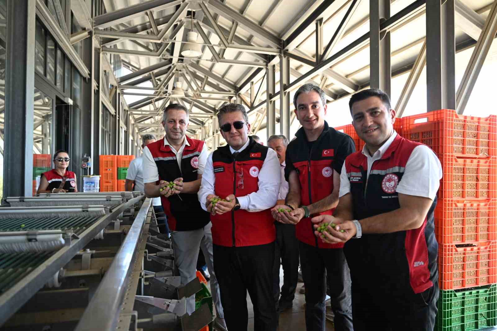 TÜRKİYE’DE SEZONUN İLK ZEYTİN HASADI İZMİR’İN DİKİLİ İLÇESİNDE GERÇEKLEŞTİRİLDİ
