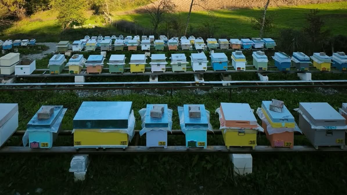 BARTIN'DA ARILI KOVAN DESTEKLEME BAŞVURULARI 30 EKİM'DE SONA ERİYOR.