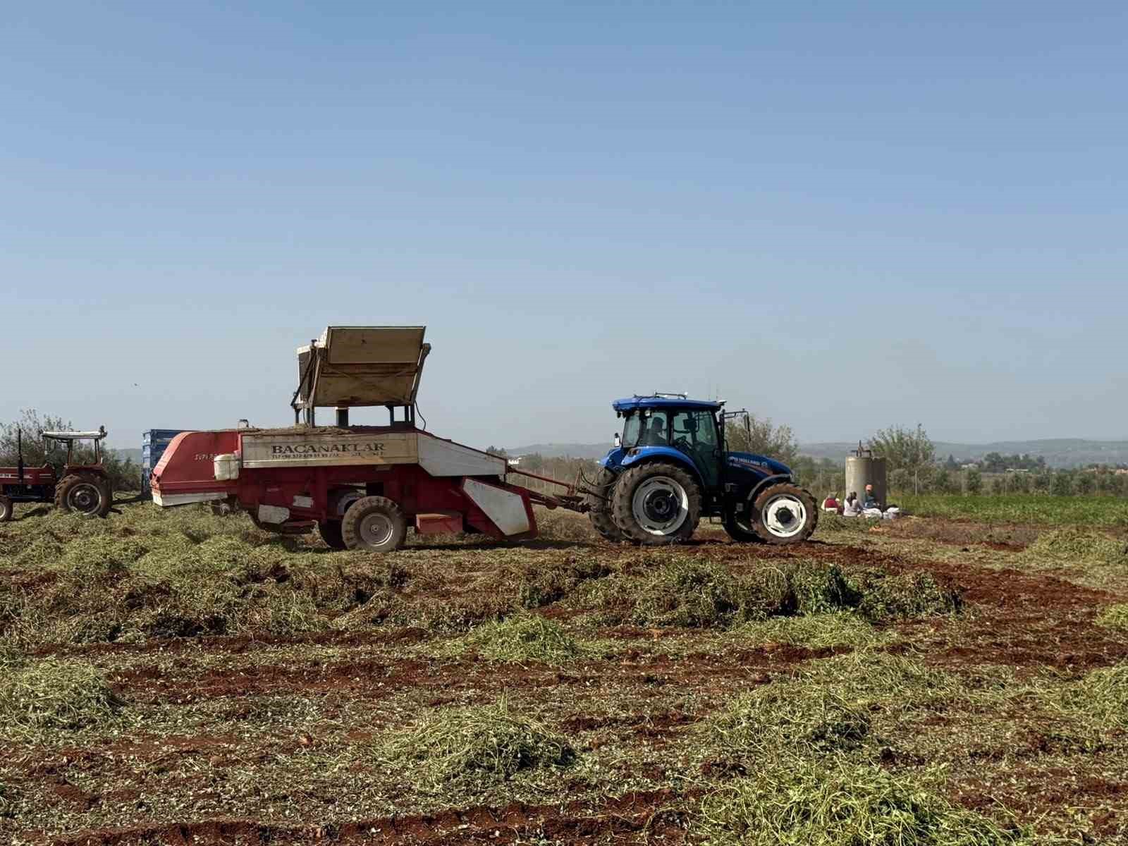 "YER FISTIĞININ BAŞKENTİ" OLARAK BİLİNEN OSMANİYE'DE HASAT DEVAM EDİYOR.