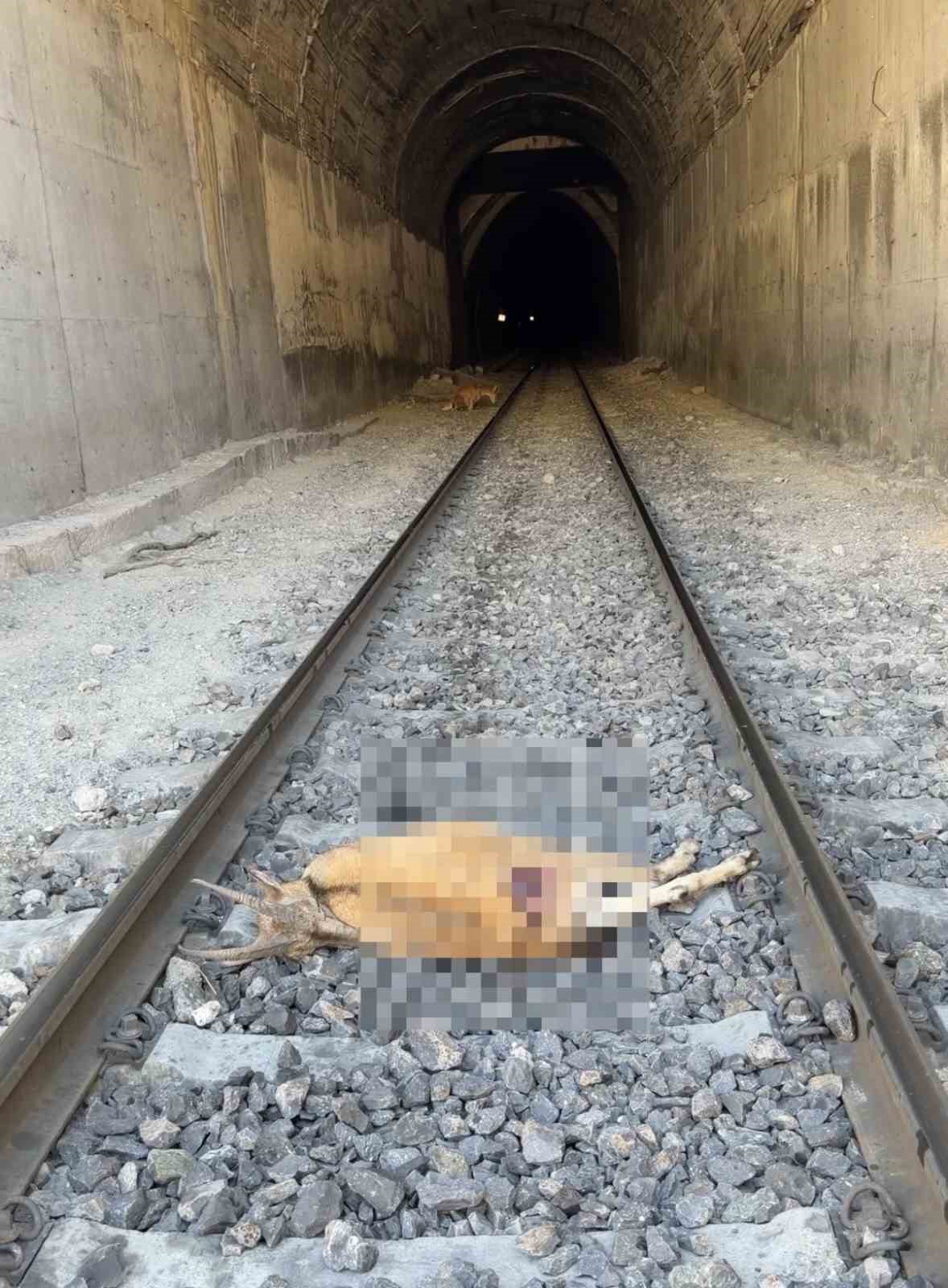 ELAZIĞ’DA TÜNELE GİREN DAĞ KEÇİLERİNE TREN ÇARPTI. OLAYDA BİR KEÇİ TELEF OLURKEN DİĞERİ İSE YARALANDI.