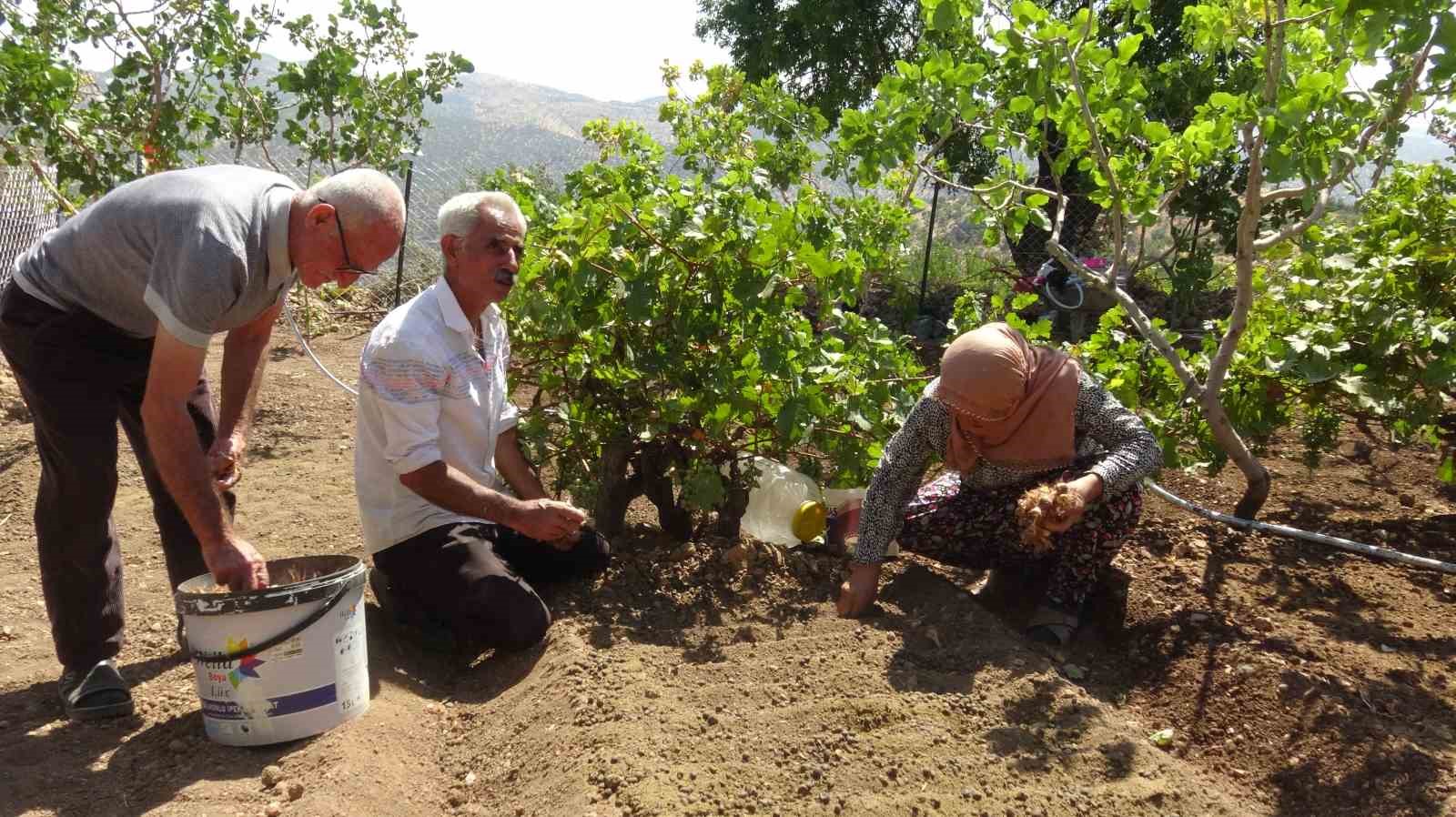 BATMAN'IN GERCÜŞ İLÇESİNE BAĞLI POYRAZ KÖYÜNDE YAŞAYAN ÇİFTÇİ MEHMET SALİH DEMİR, İNTERNETTE GÖRDÜĞÜ SAFRAN BİTKİSİNİ MERAK EDEREK BAŞLADIĞI DENEME EKİMİNDEN YÜKSEK VERİM ALDI.