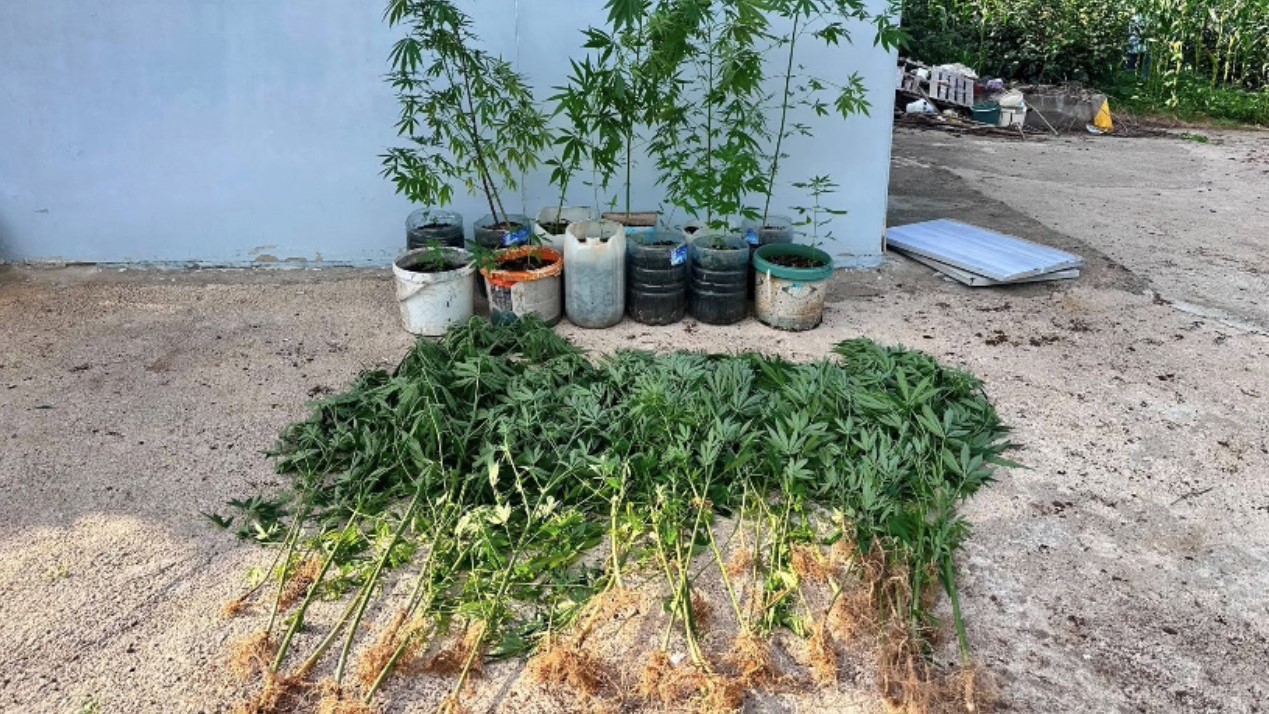 SAMSUN’UN SALIPAZARI İLÇESİNDE JANDARMA EKİPLERİNCE BİR ŞAHSIN İKAMETİNDE YAPILAN ARAMADA 1 KİLO 215 GRAM KUBAR ESRAR VE TARLADA EKİLİ 114 KÖK KENEVİR İLE 3 RUHSATSIZ TABANCA ELE GEÇİRİLDİ.