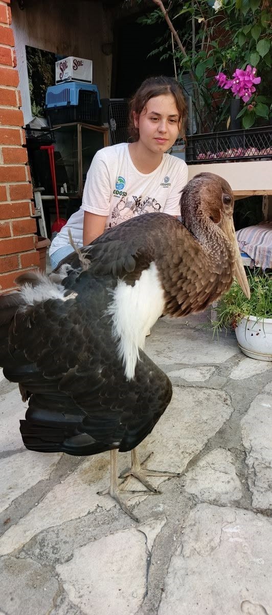 AYDIN’IN SÖKE İLÇESİNDE AZMAK KIYISINDA KOYUNLARINI OTLATAN SELAMİ GÜNDÜZ TARAFINDAN YARALI HALDE BULUNAN NADİR TÜRLERDEN KARALEYLEK, EKİPLER TARAFINDAN TEDAVİ ALTINA ALINDI.