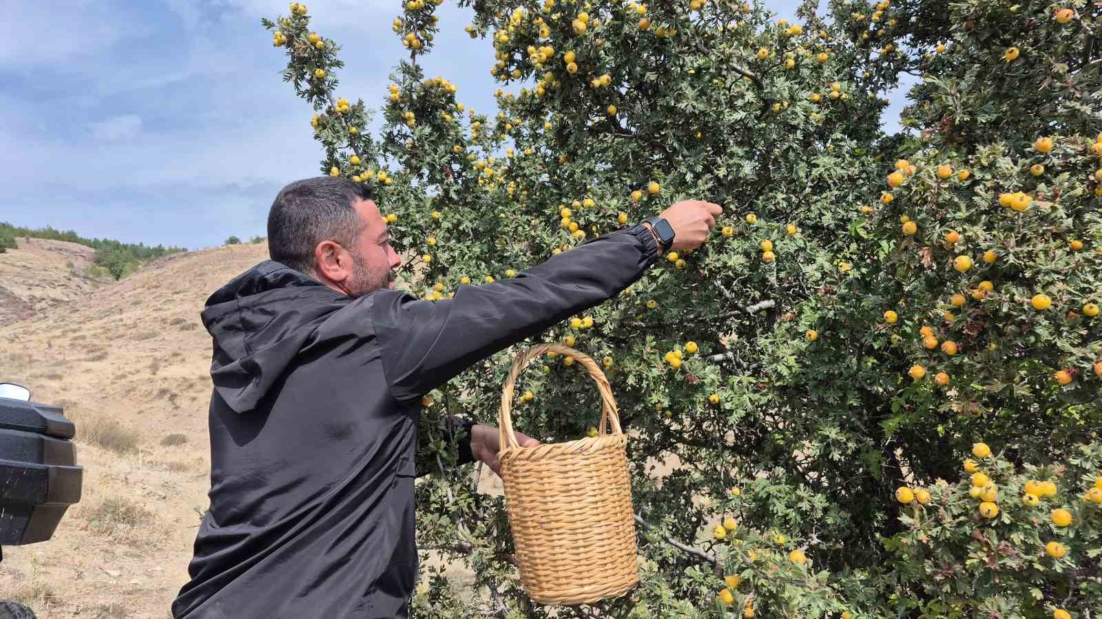 YOZGAT’IN SORGUN İLÇESİNE BAĞLI BOĞAZCUMAFAKILI KÖYÜNDE, SONBAHARIN GELMESİYLE BİRLİKTE DOĞAL OLARAK YETİŞEN ALIÇ MEYVESİNİN HASADI BAŞLADI.