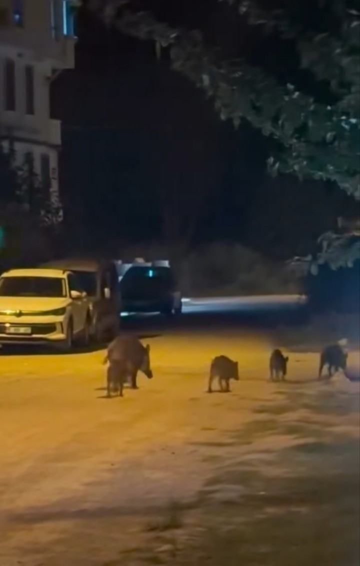 BURSA’NIN KARACABEY İLÇESİNDE YERLEŞİM ALANINA GİREN YABAN DOMUZLARI, VATANDAŞLARIN ŞAŞKIN BAKIŞLARI ARASINDA SOKAKLARDA DOLAŞTI. 4 YAVRUSUYLA BİRLİKTE MAHALLEYE İNEN ANNE DOMUZUN ÇÖPLERDE YİYECEK ARADIĞI ANLAR CEP TELEFONU KAMERASINA YANSIDI.