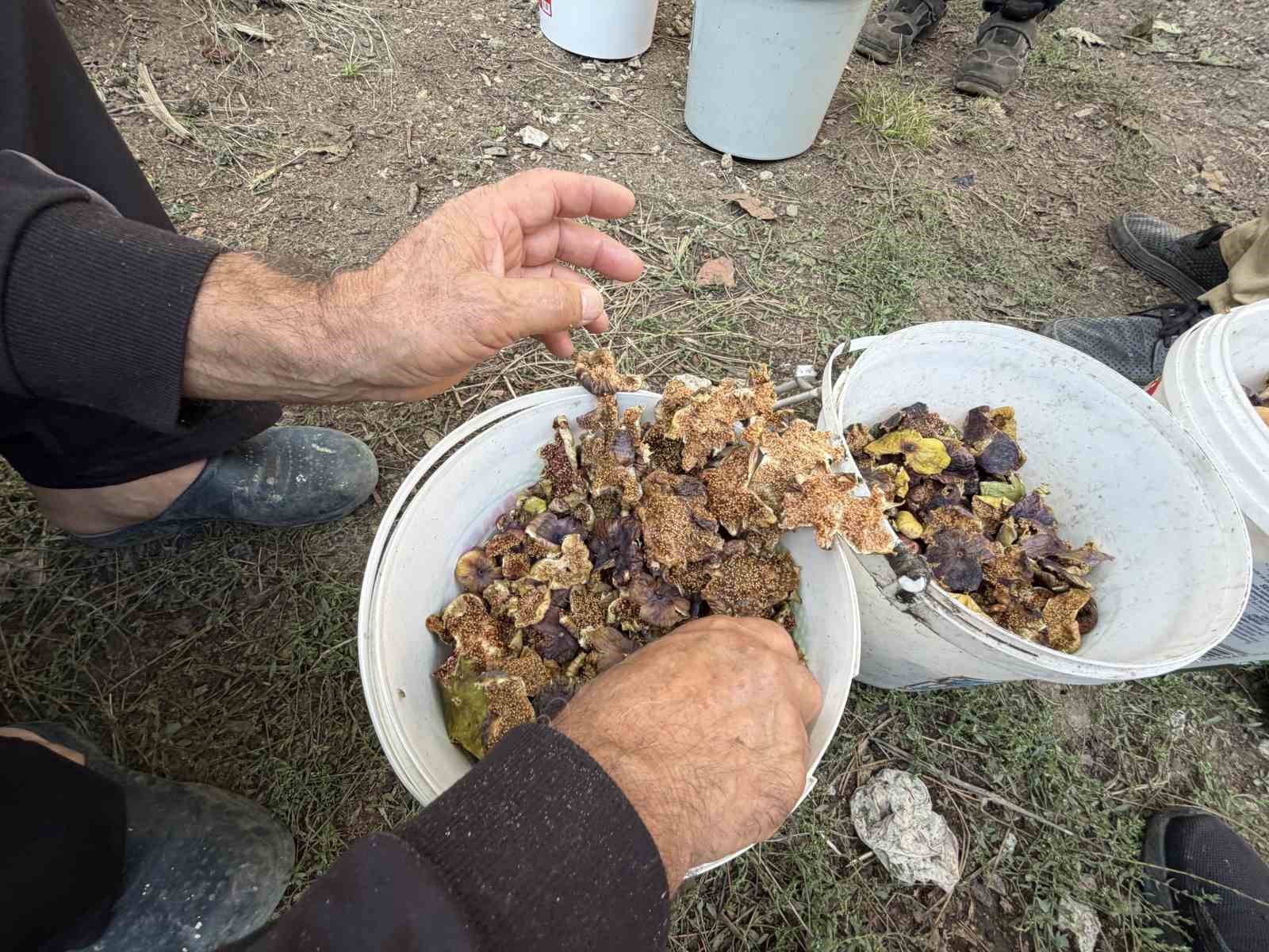 ANTALYA’NIN İBRADI İLÇESİNE BAĞLI ÜRÜNLÜ MAHALLESİ’NDE VATANDAŞLAR, ATALARINDAN MİRAS KALAN GELENEKSEL YÖNTEMLE YERLİ İNCİRLERİNİ KIŞA HAZIRLIYOR.