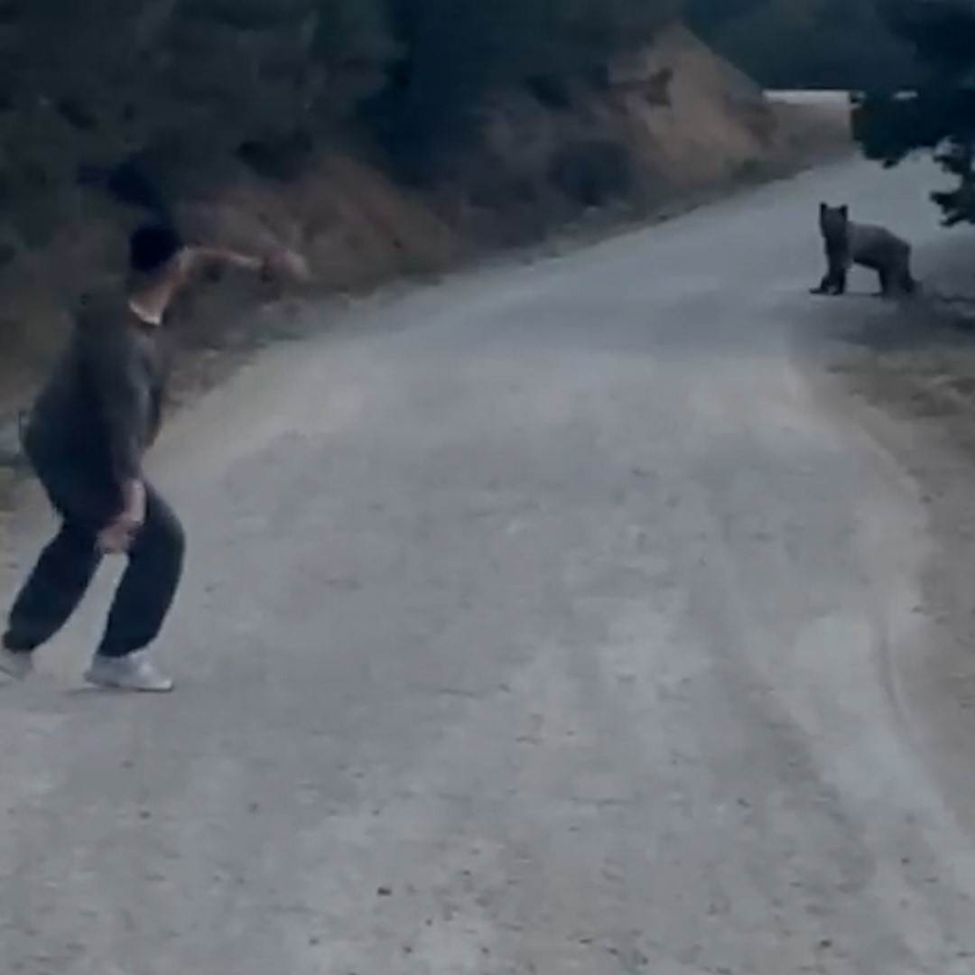 SONRASINDA GRUBUN İÇERİSİNDEN BİR VATANDAŞ AYIYI TAŞ ATARAK KOVALADI. ÜZERİNE KOŞAN VATANDAŞI GÖREN AYI İSE ORMANLIK ALANA GİDEREK BÖLGEDEN UZAKLAŞTI.
