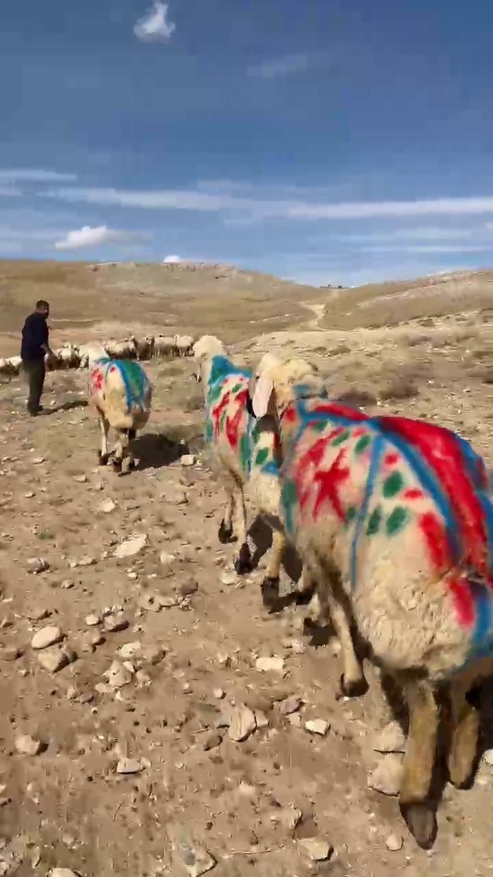 SİVAS’TA ASIRLARDIR DEVAM EDEN ÖNEMLİ GELENEKLERDEN BİRİ OLAN “KOÇ KATIMI” GELENEĞİ KIŞ DÖNEMİ ÖNCESİNDE GERÇEKLEŞTİRİLDİ. KOÇ KATIMI SIRASINDA RENKLİ GÖRÜNTÜLER OLUŞTU.
