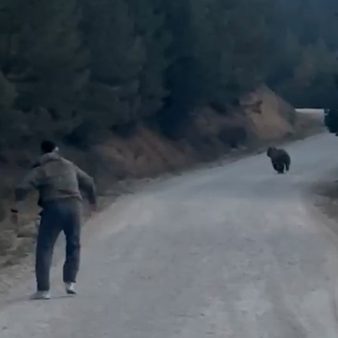 BOLU’NUN MUDURNU İLÇESİNDE ORMANLIK ALANDA BİR GRUP ARKADAŞ, KARŞILAŞTIKLARI AYIYI TAŞLA KOVALAYARAK UZAKLAŞTIRDI.