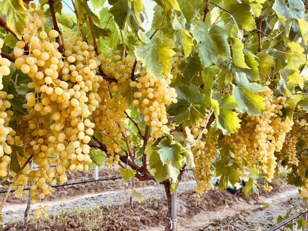 MANİSA’NIN SALİHLİ İLÇESİNDEKİ TARIM VE ORMAN MÜDÜRLÜĞÜ, BAĞ SALKIM GÜVESİ’NİN 3. NESİL ÇIKIŞLARININ DEVAM ETMESİ NEDENİYLE BAĞ ÜRETİCİLERİNİ İLAÇLAMA KONUSUNDA UYARDI.