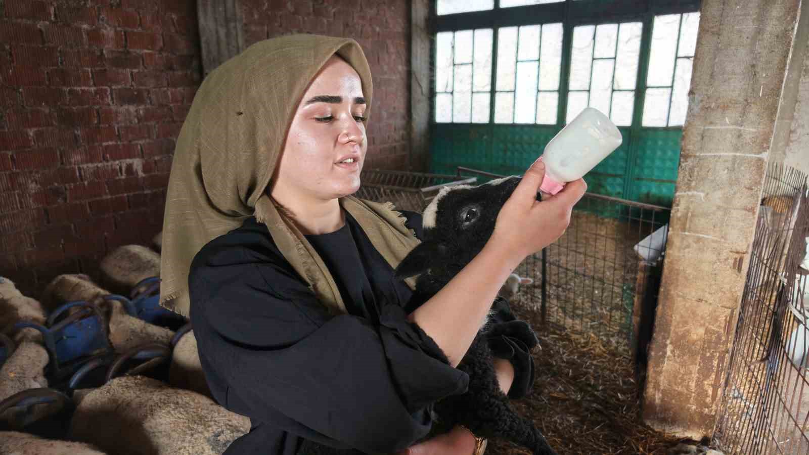 ASLIHANTEPECİK MAHALLESİ´NDE AİLESİYLE BİRLİKTE HAYVANCILIK YAPMAYA DEVAM EDEN DEMİRCİ, 2022 YILINDA KIRSAL KALKINMA DESTEKLEMELERİ KAPSAMINDA YÜRÜTÜLEN KIRSAL KALKINMADA UZMAN ELLER PROJESİ´NE BAŞVURDU. "KOYUN YETİŞTİRİCİLİĞİ VE BESİCİLİĞİ" PROJESİ KABUL EDİLEN DEMİRCİ, 100 BİN LİRA HİBE DESTEĞİ ALMAYA HAK KAZANDI. DESTEK KAPSAMINDA 50 KOYUN VE 2 KOÇ SATIN ALAN DEMİRCİ, İŞLETMESİNİ ZAMAN İÇERİSİNDE BÜYÜTTÜ.